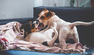 Why Does Your Dog Get Irritated by Puppies?