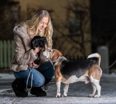 Why Does Your Dog Get Irritated by Puppies?