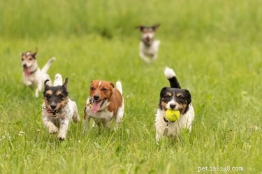 Why Dogs Play: Understanding Their Social and Physical Needs