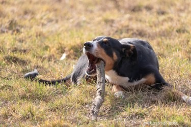 Why Dogs Play: Understanding Their Social and Physical Needs