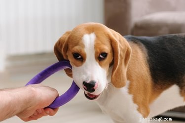 Why Dogs Play: Understanding Their Social and Physical Needs