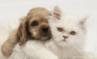 Why Does My Dog Hump My Cat? Understanding the Behavior and How to Respond
