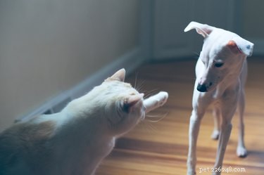 Why Does My Dog Hump My Cat? Understanding the Behavior and How to Respond