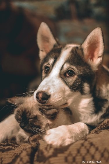 Why Does My Dog Hump My Cat? Understanding the Behavior and How to Respond
