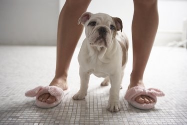 Why Does My Dog Follow You to the Bathroom? Uncovering the Reasons Behind This Behavior