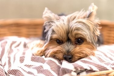 Understanding Calming Behaviors in Dogs: Decoding Their Stress Signals