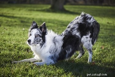 Understanding Calming Behaviors in Dogs: Decoding Their Stress Signals