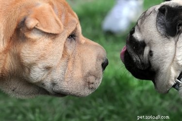 Understanding Calming Behaviors in Dogs: Decoding Their Stress Signals