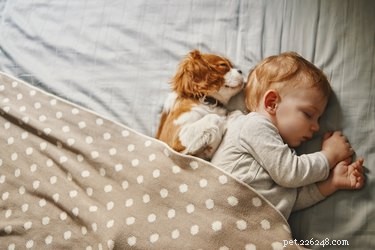 Why Some Dogs Show Extra Affection Toward Babies – The Science Behind Their Loving Behavior