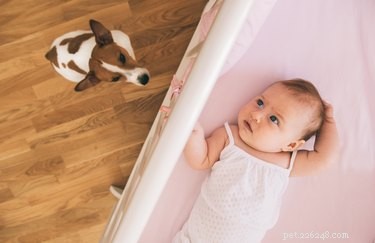 Why Some Dogs Show Extra Affection Toward Babies – The Science Behind Their Loving Behavior