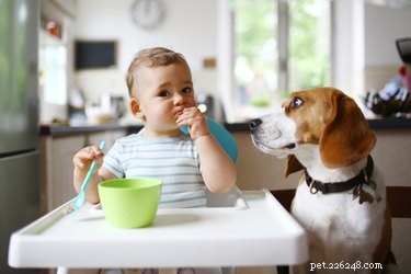 Why Some Dogs Show Extra Affection Toward Babies – The Science Behind Their Loving Behavior