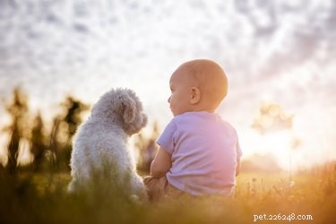 Why Some Dogs Show Extra Affection Toward Babies – The Science Behind Their Loving Behavior