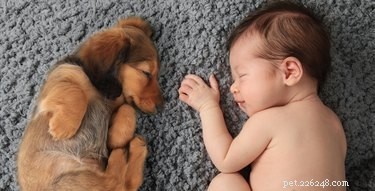 Why Some Dogs Show Extra Affection Toward Babies – The Science Behind Their Loving Behavior