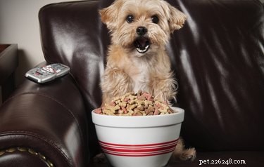 Why Do Dogs Prefer Watching Other Dogs on TV? Science Explained