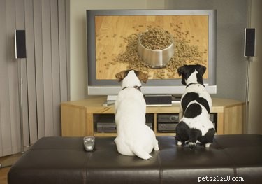 Why Do Dogs Prefer Watching Other Dogs on TV? Science Explained