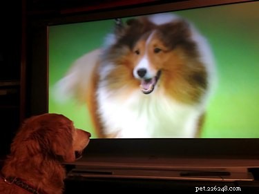Why Do Dogs Prefer Watching Other Dogs on TV? Science Explained