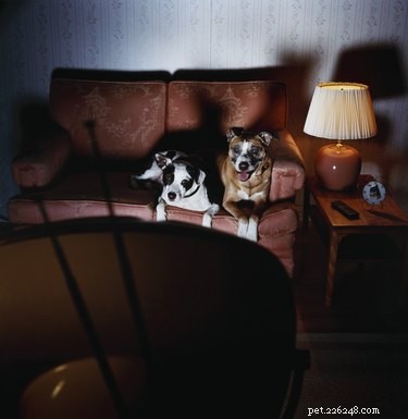 Why Do Dogs Prefer Watching Other Dogs on TV? Science Explained