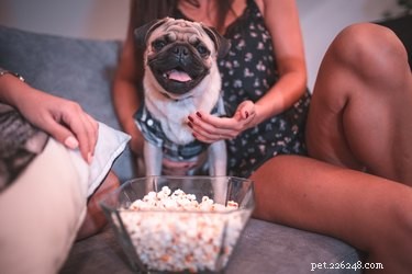 Why Do Dogs Prefer Watching Other Dogs on TV? Science Explained