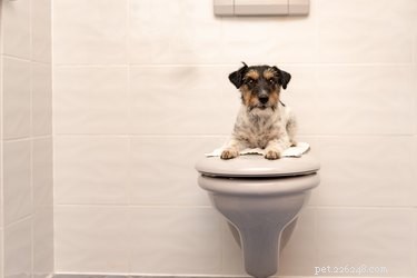 Why Does My Dog Look Worried While I Shower? Understanding Your Pet s Behavior