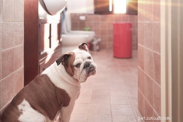 Why Does My Dog Look Worried While I Shower? Understanding Your Pet s Behavior