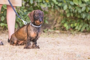 Why Does My Dog Stop During Walks? Understanding the Reasons Behind the Pause