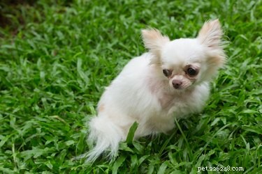 Why Does My Dog Stop During Walks? Understanding the Reasons Behind the Pause