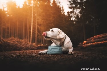 Why Won’t My Dog Drink Water in Public? Common Causes & Solutions