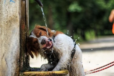 Why Won’t My Dog Drink Water in Public? Common Causes & Solutions