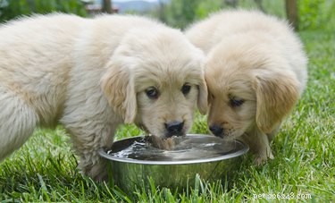 Why Won’t My Dog Drink Water in Public? Common Causes & Solutions