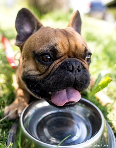 Why Won’t My Dog Drink Water in Public? Common Causes & Solutions