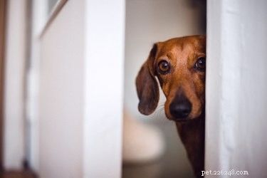 Understanding Your Dog’s Sudden Fear of New Objects: Causes & Solutions