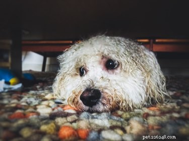 Understanding Your Dog’s Sudden Fear of New Objects: Causes & Solutions