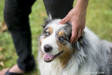 Understanding Your Dog’s Sudden Fear of New Objects: Causes & Solutions