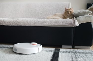 Why Dogs and Cats Fear Vacuum Cleaners: The Science Behind Their Anxieties
