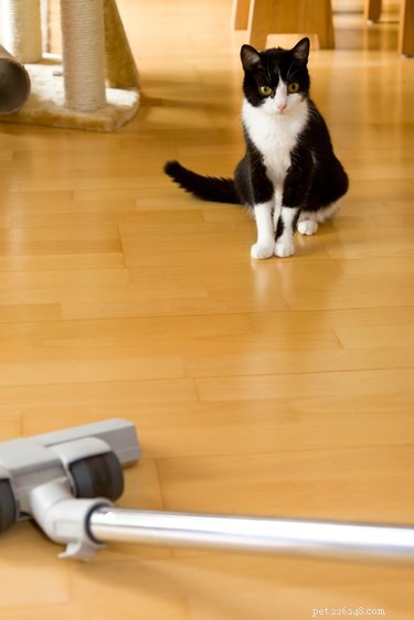 Why Dogs and Cats Fear Vacuum Cleaners: The Science Behind Their Anxieties