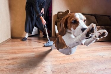Why Dogs and Cats Fear Vacuum Cleaners: The Science Behind Their Anxieties