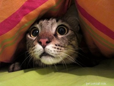 Why Dogs and Cats Fear Vacuum Cleaners: The Science Behind Their Anxieties