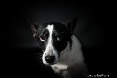 Effective Strategies to Relieve Your Dog’s Anxiety