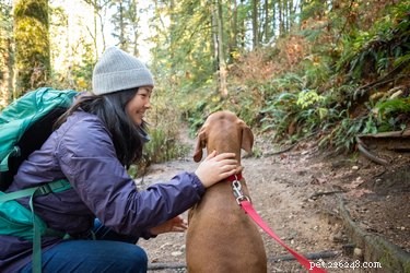 Effective Strategies to Relieve Your Dog’s Anxiety