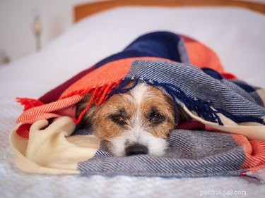 Effective Strategies to Relieve Your Dog’s Anxiety