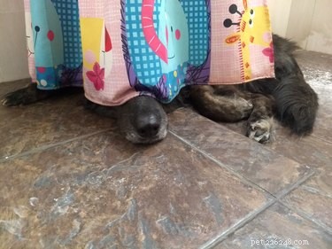 Relieve Your Dog’s Thunder Anxiety: Quick, Gentle Strategies