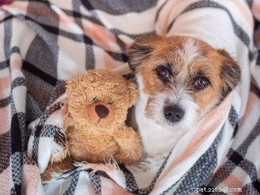 Relieve Your Dog’s Thunder Anxiety: Quick, Gentle Strategies