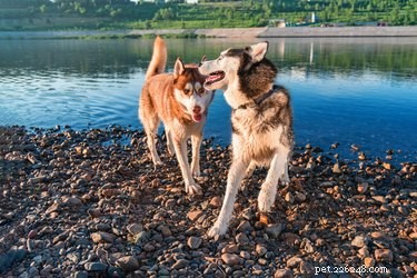 How Dogs Form Strong Bonds With Their Packmates