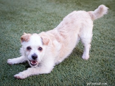 How Dogs Form Strong Bonds With Their Packmates