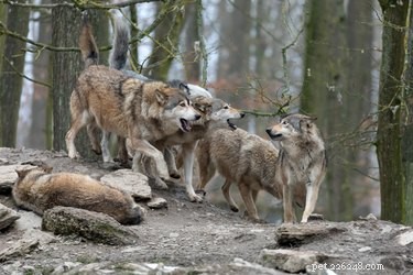 How Dogs Form Strong Bonds With Their Packmates