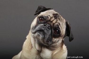 Why Dogs Tilt Their Heads When We Talk: Unveiling the Curious Behavior