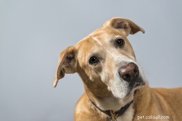 Why Dogs Tilt Their Heads When We Talk: Unveiling the Curious Behavior
