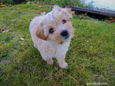 Why Dogs Tilt Their Heads When We Talk: Unveiling the Curious Behavior