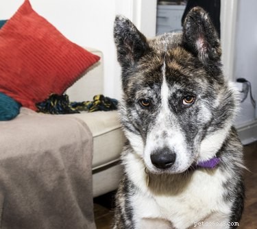 Do Dogs Really Fake Emotions? Understanding Their Trail Reactions