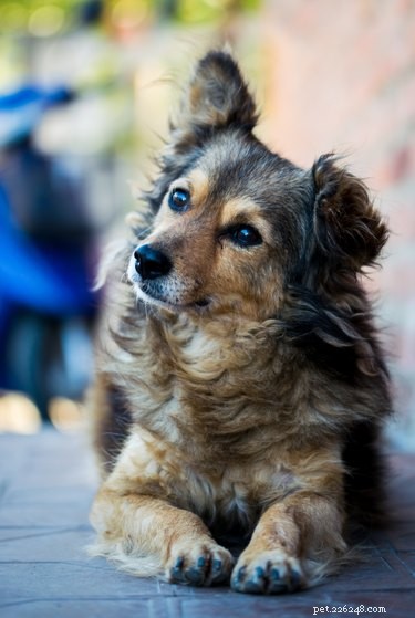 Do Dogs Really Fake Emotions? Understanding Their Trail Reactions